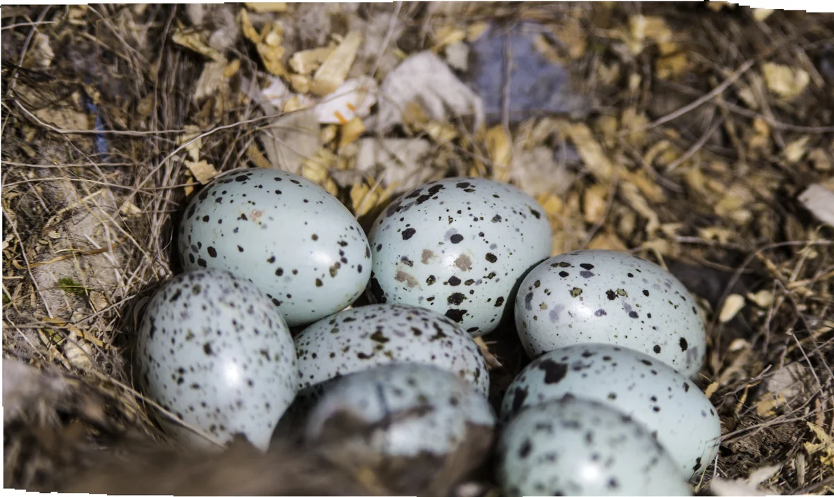 Dohle Eier im Nest - Vögel in Europa