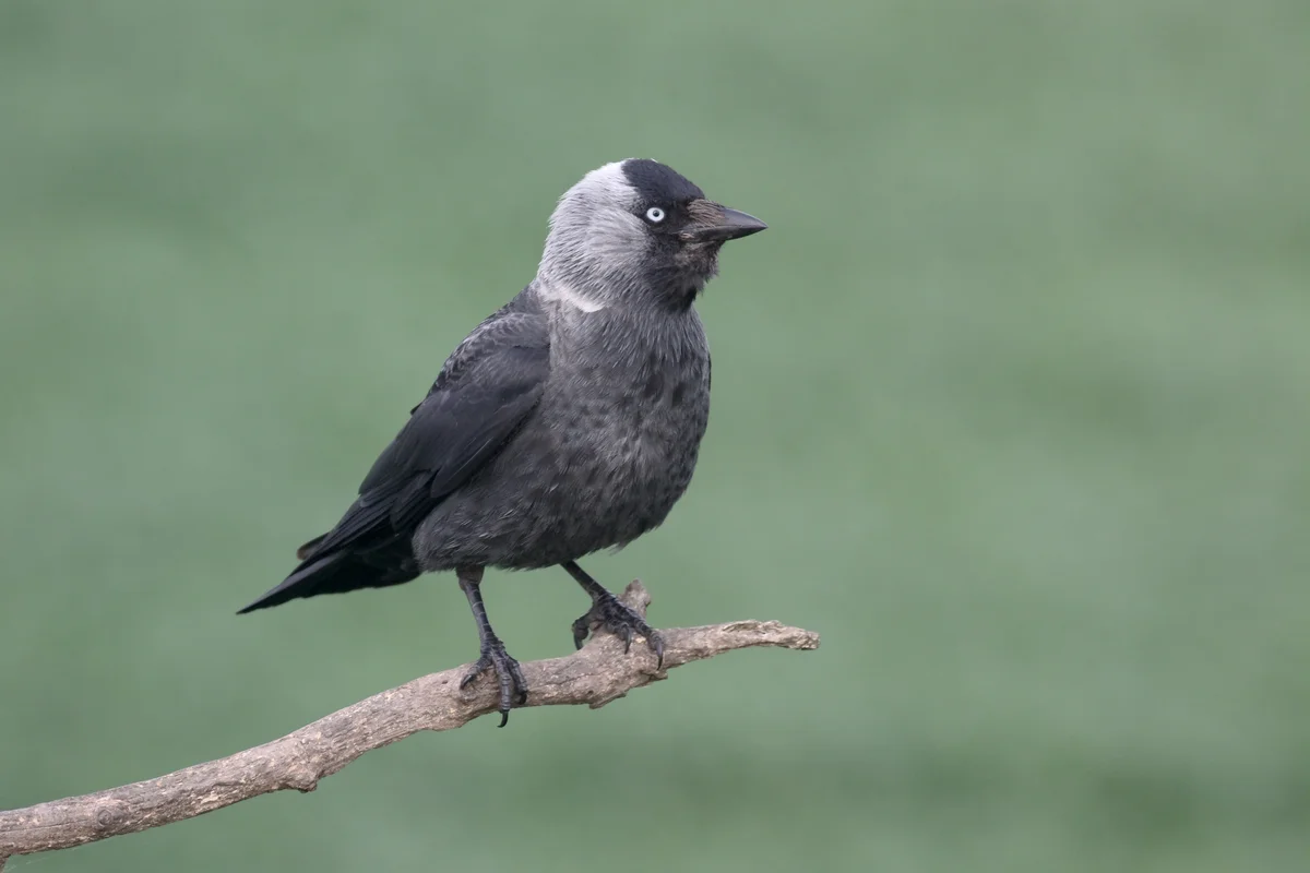 Dohle Ruf - Vögel in Europa Dohle Ruf - Vögel in Europa