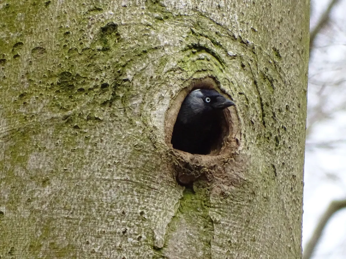Dohle im Nest - Vögel in Europa Dohle im Nest - Vögel in Europa