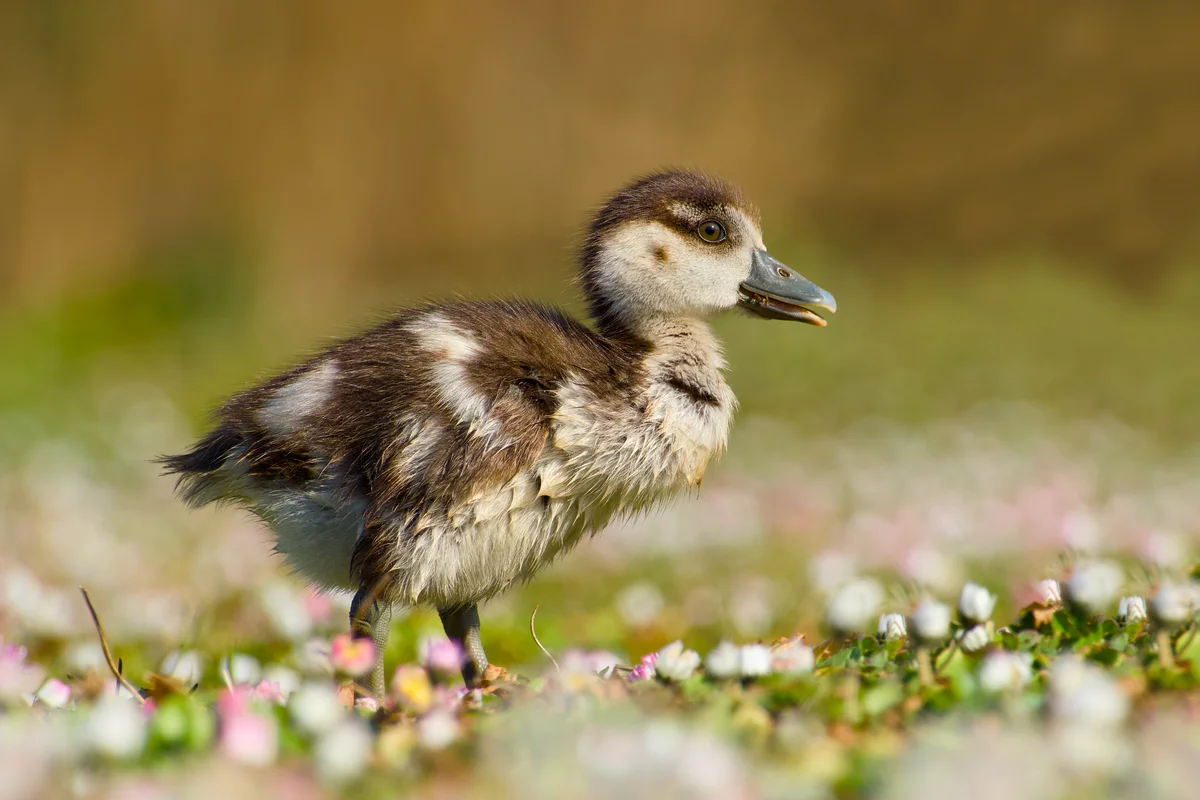 Ein Nilgans Küken - Vögel in Europa