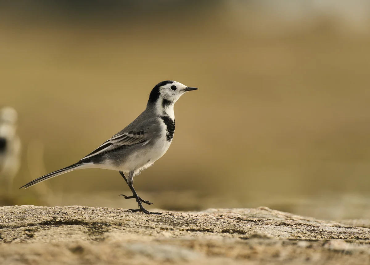 Eine Bachstelze im Garten - Vögel in Europa