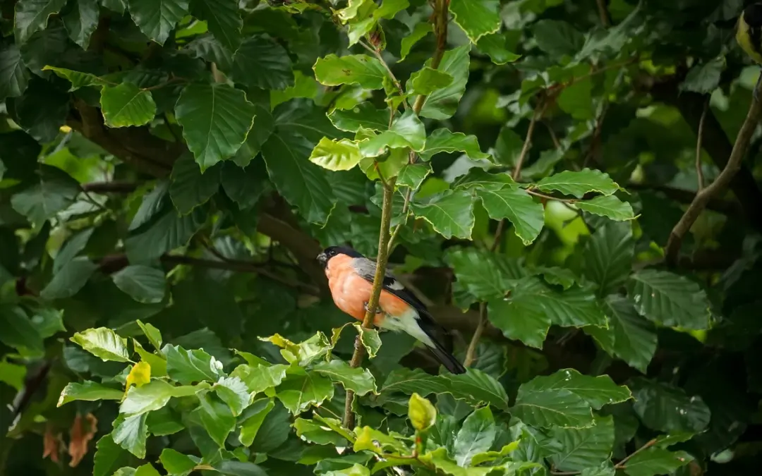 Gimpel Jungvogel