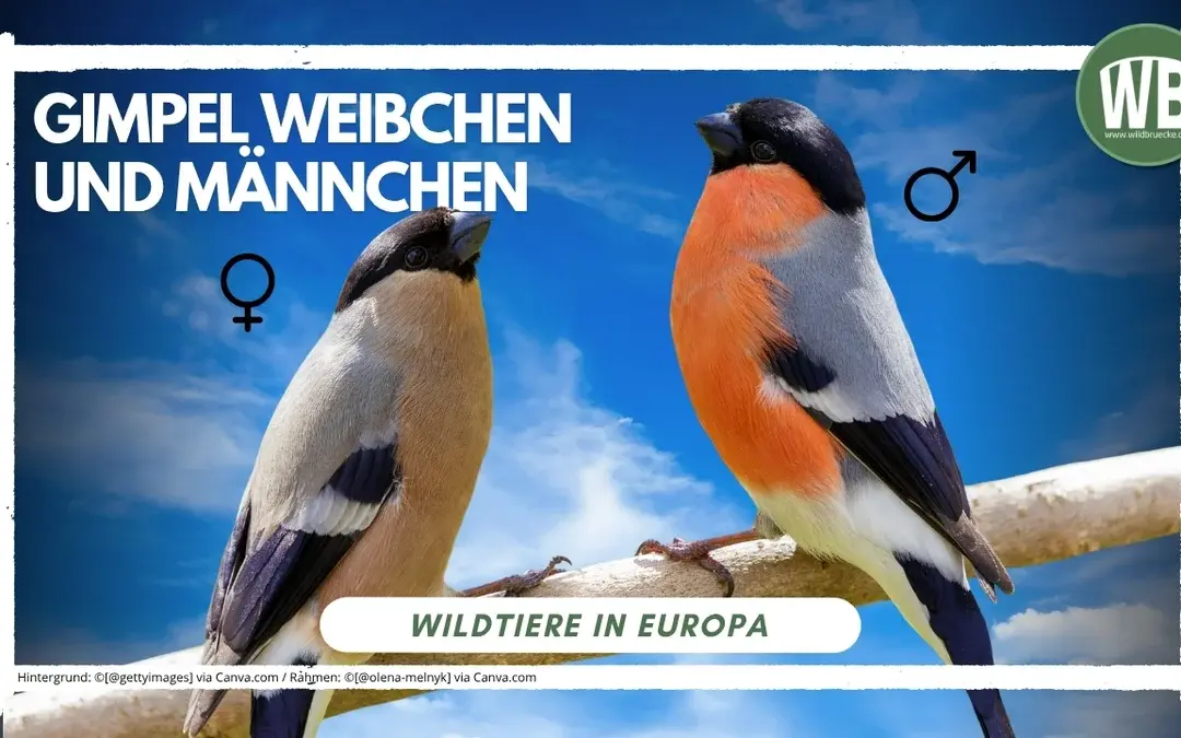Gimpel Weibchen
