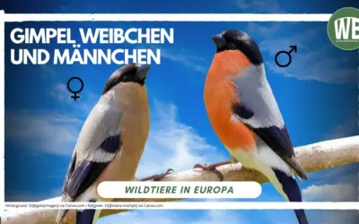 Gimpel Weibchen
