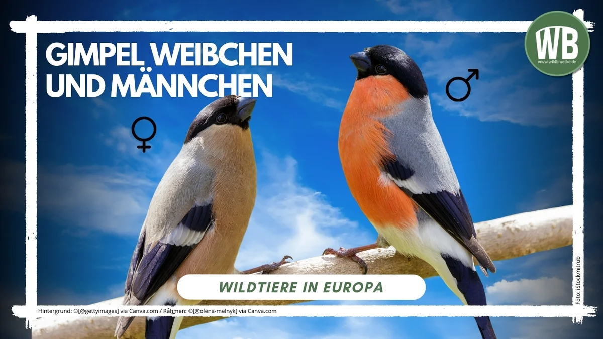 Gimpel Weibchen und MÀnnchen - Vögel in Europa Gimpel Weibchen und MÀnnchen - Vögel in Europa
