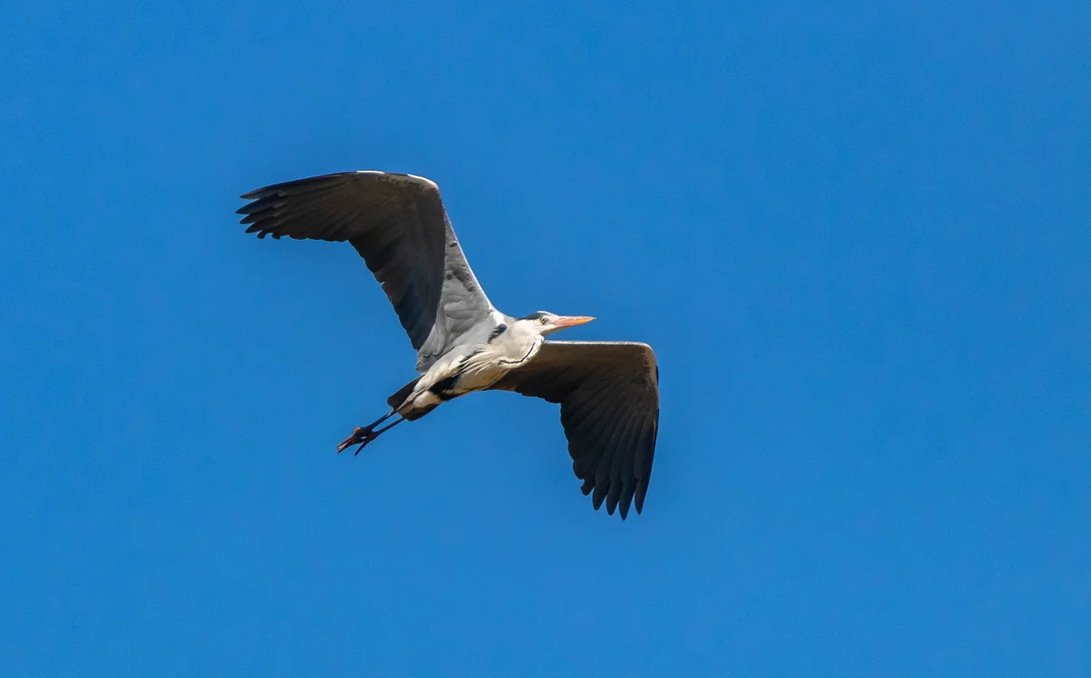 Graureiher Besonderheiten – Vögel in Europa