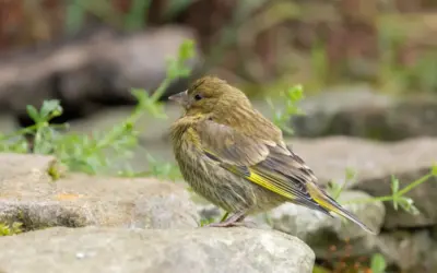 Grünfink Jungvogel