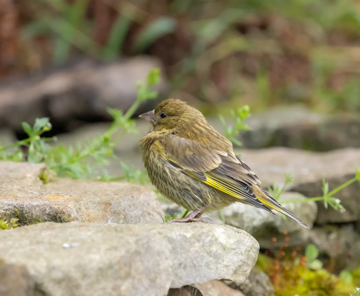 Grünfink Jungvogel - Vögel in Europa Grünfink Jungvogel - Vögel in Europa