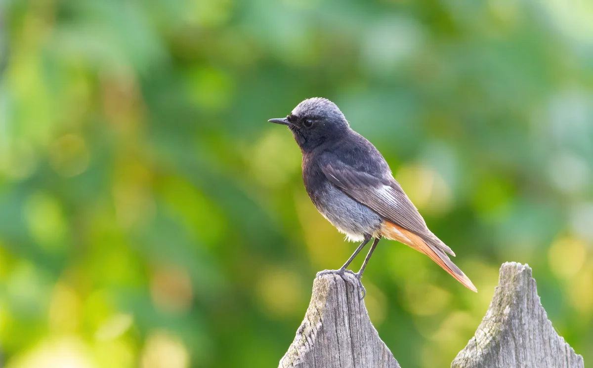 Hausrotschwanz Gesang - Vögel in Europa