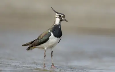 Kiebitz ähnlicher Vogel