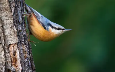 Kleiber ähnliche Vögel