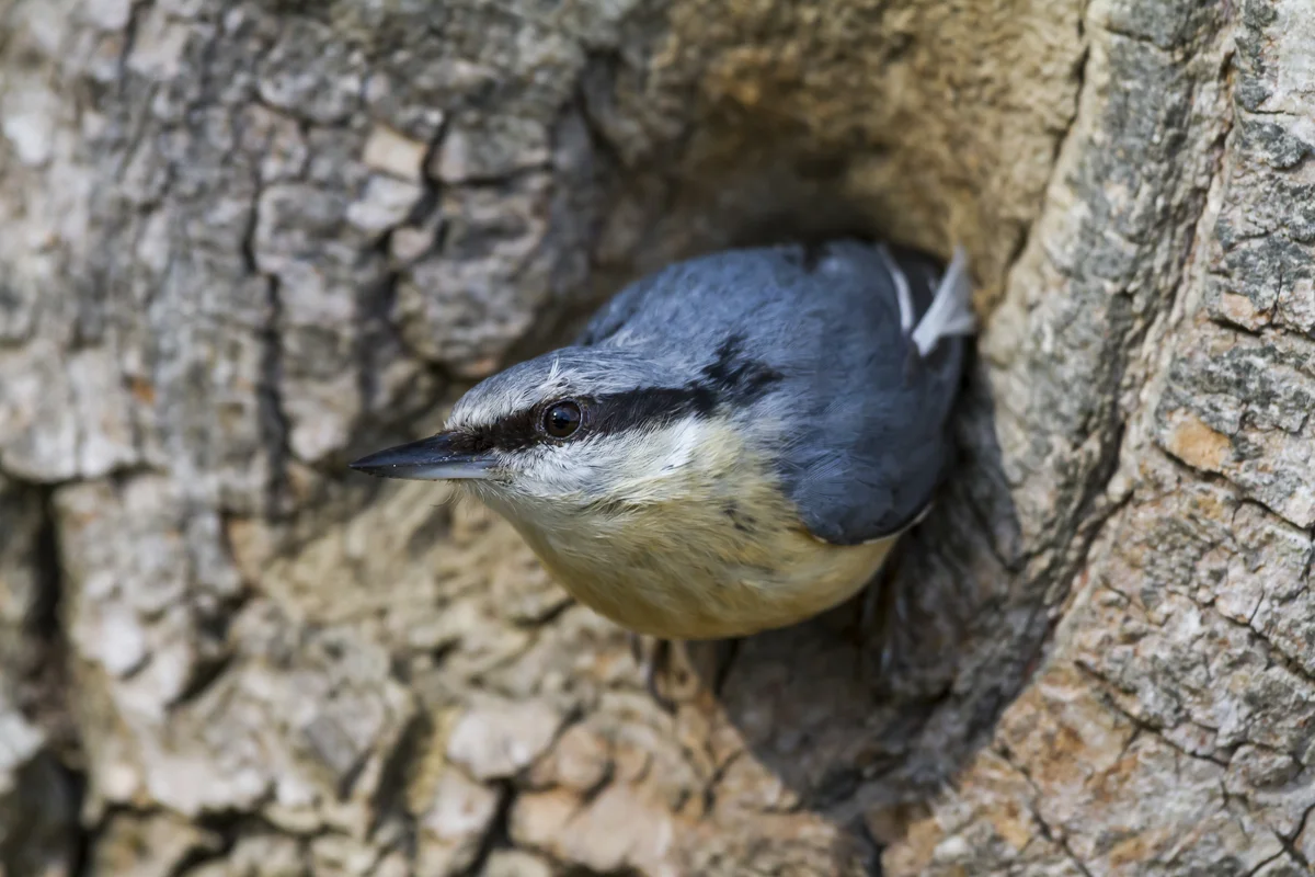 Kleiber Weibchen – Vögel in Europa