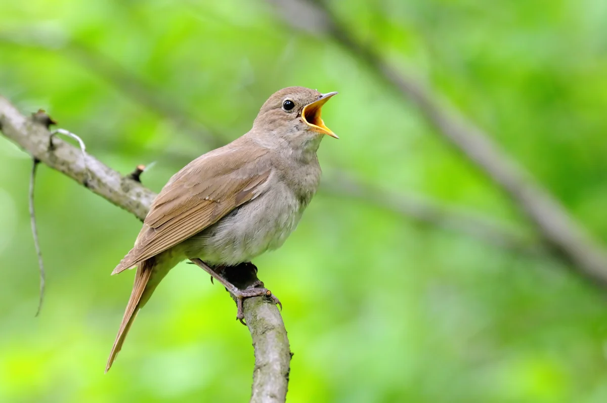 Nachtigall Gesang - Vögel in Europa Nachtigall Gesang - Vögel in Europa