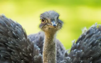 Nandu gefährlich