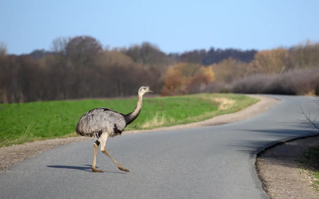 Nandu in Deutschland