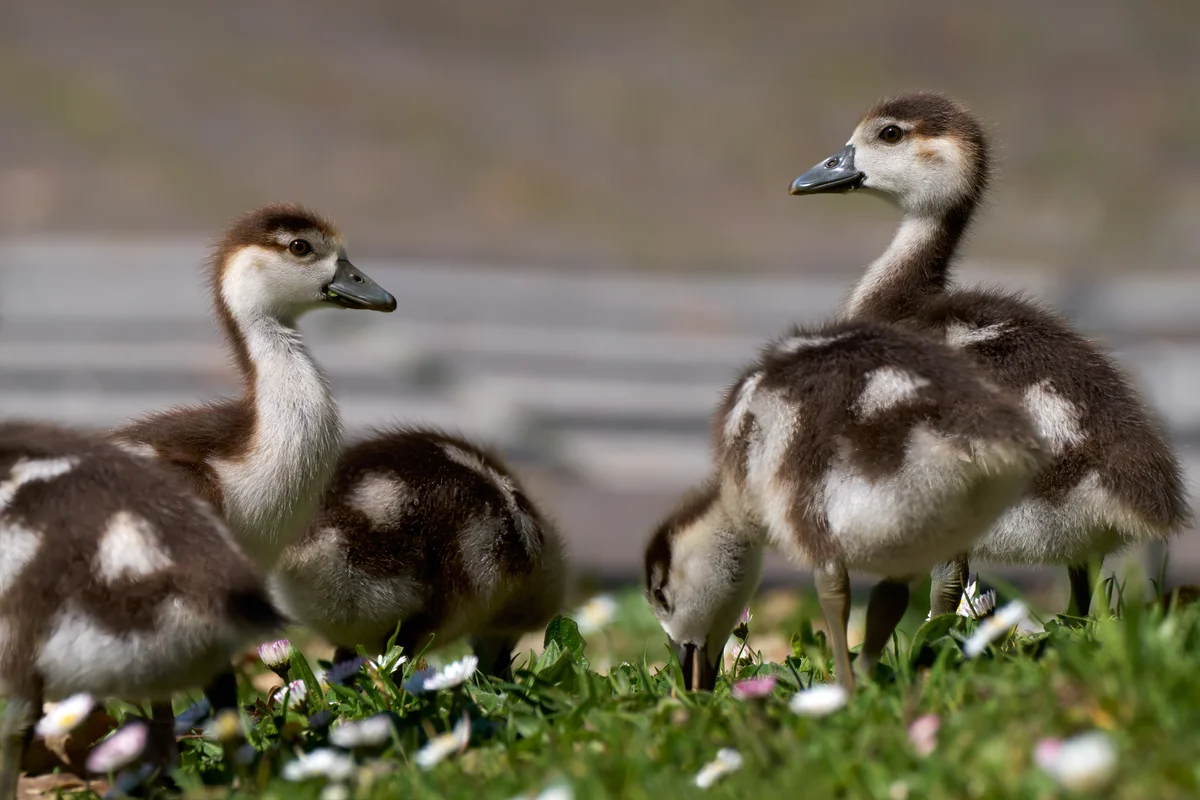 Nilgans Küken - Vögel in Europa Nilgans Küken - Vögel in Europa