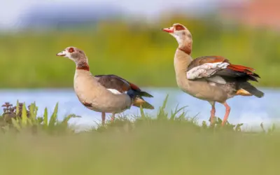 Nilgans in Deutschland