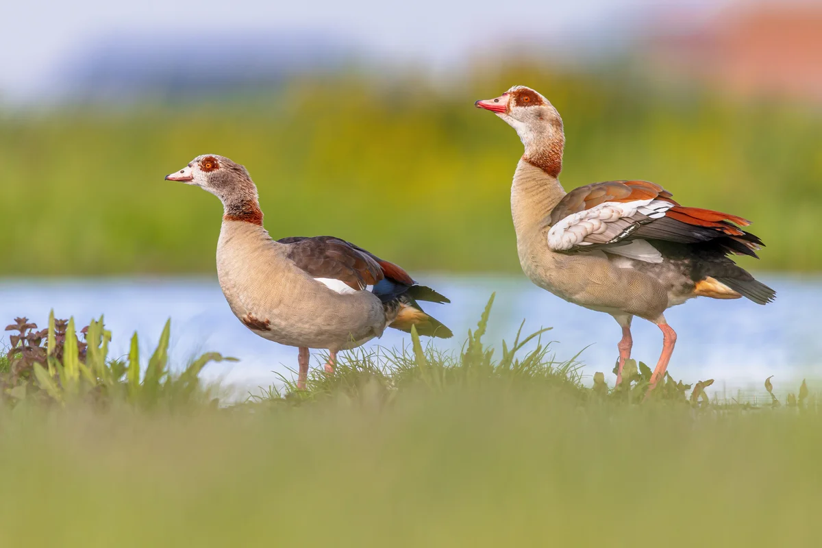 Nilgans in Deutschland - Vögel in Europa Nilgans in Deutschland - Vögel in Europa