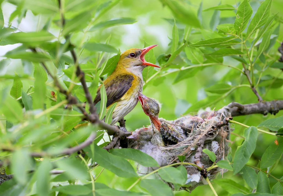 Pirol Weibchen - Vögel in Europa Pirol Weibchen - Vögel in Europa
