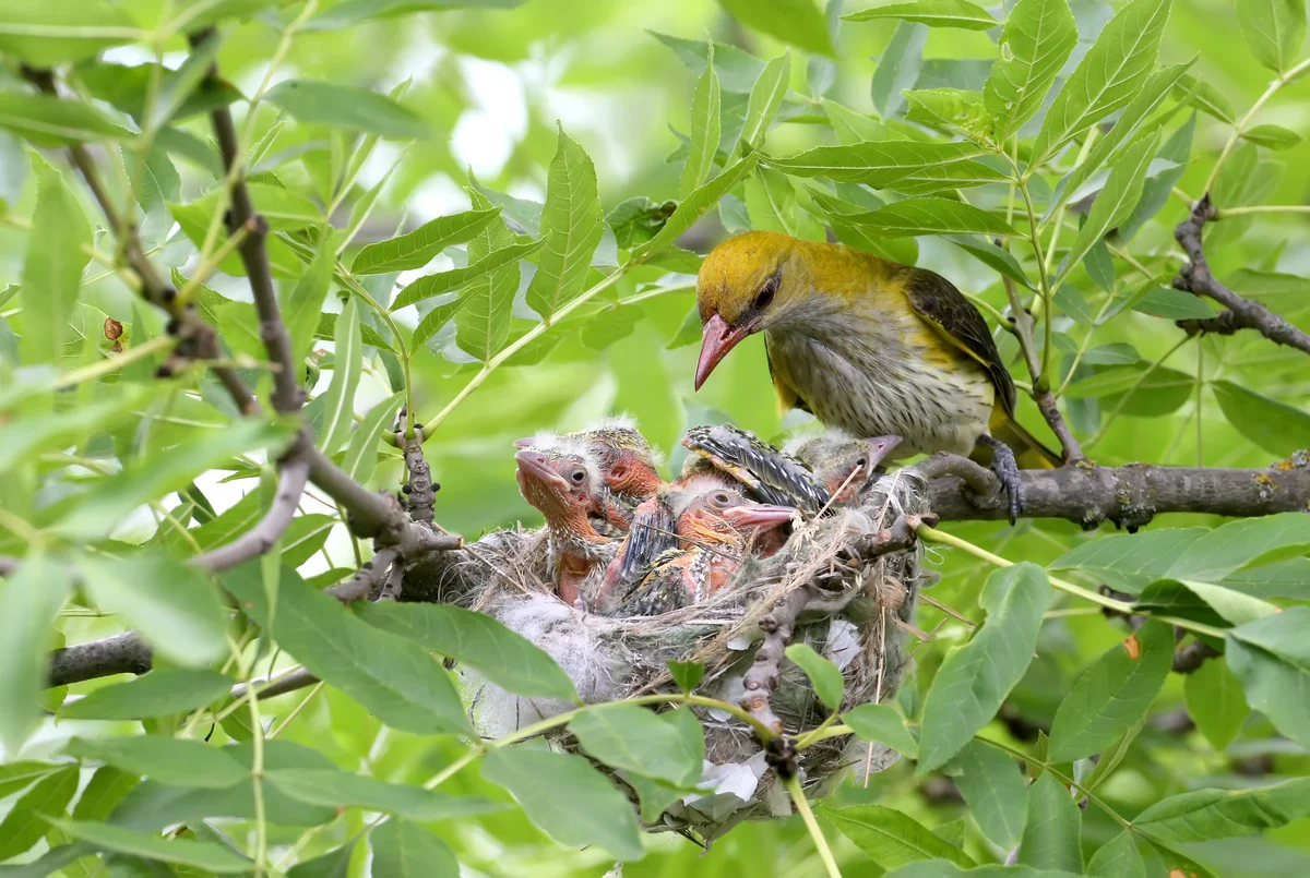Pirol Weibchen am Nest - Vögel in Europa