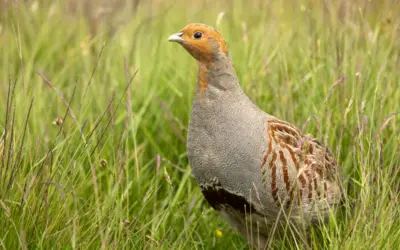 Rebhuhn Männchen