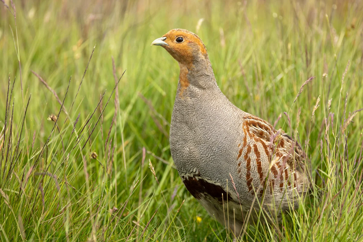 Rebhuhn MÀnnchen - Vögel in Europa Rebhuhn MÀnnchen - Vögel in Europa