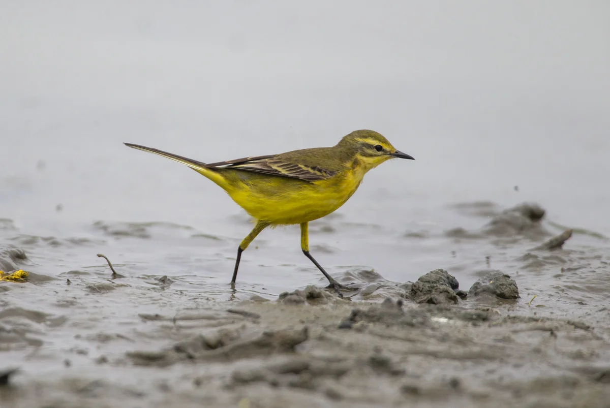 Bachstelze ähnlicher Vogel: Schafstelze - Vögel in Europa