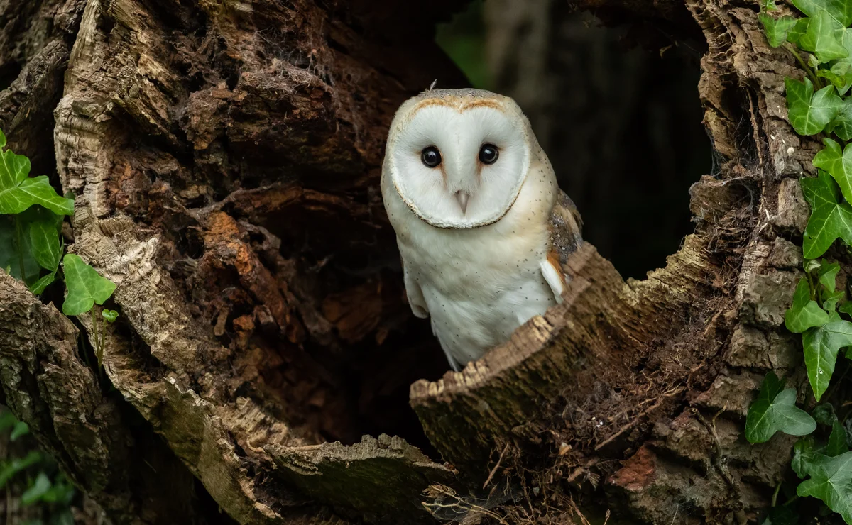 Schleiereule Steckbrief - Vögel in Europa