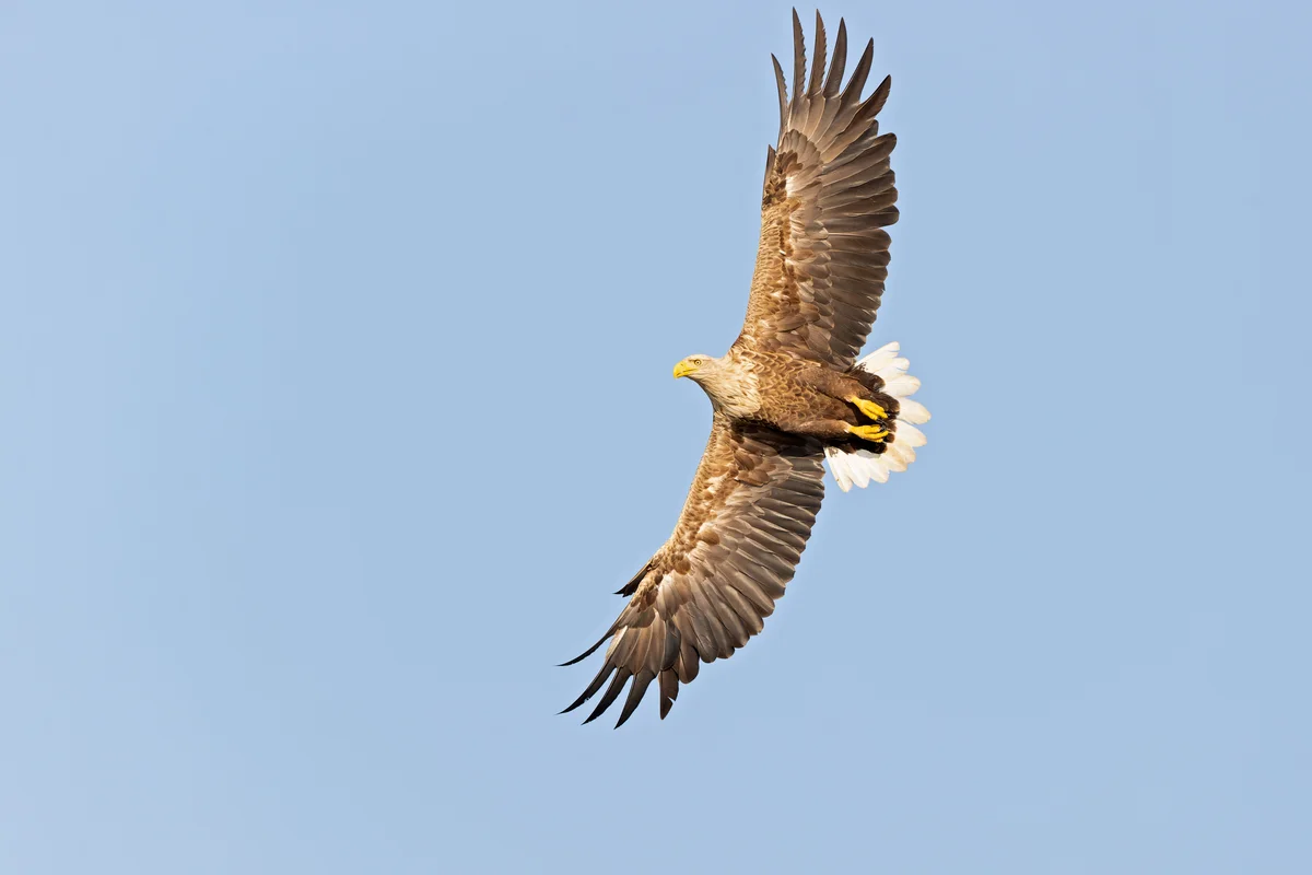 Seeadler Flugbild - Vögel in Europa Seeadler Flugbild - Vögel in Europa