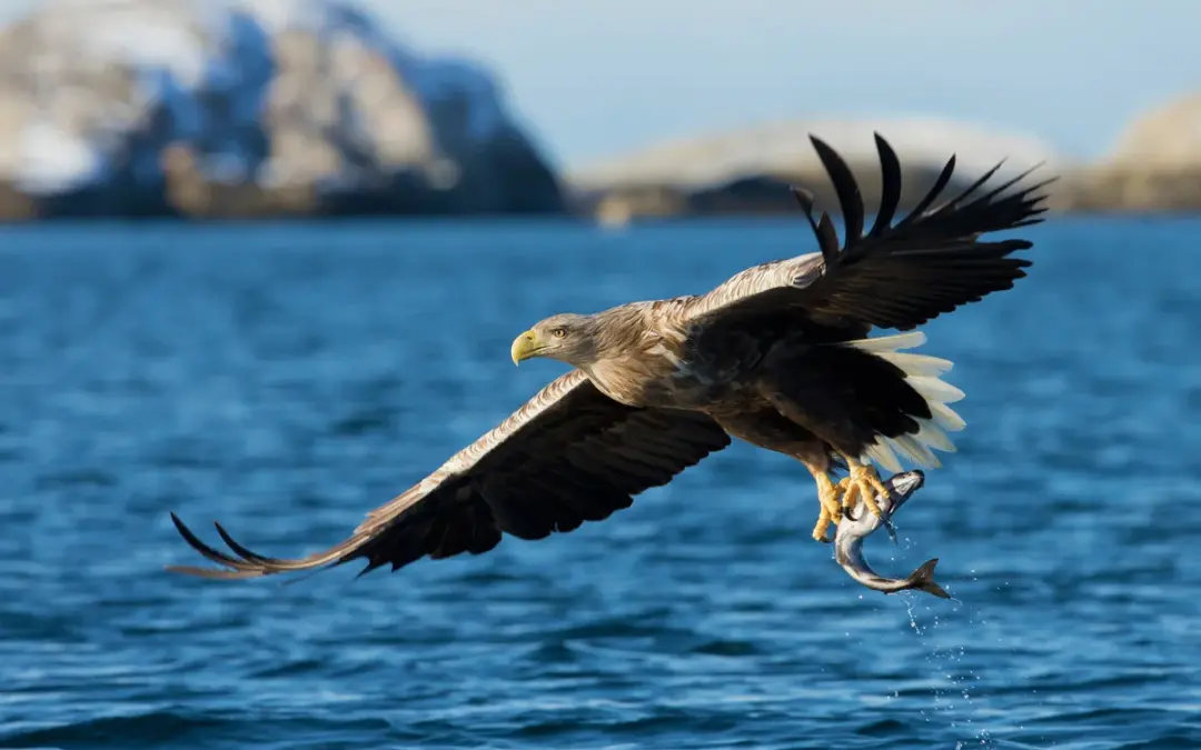 Seeadler Größe