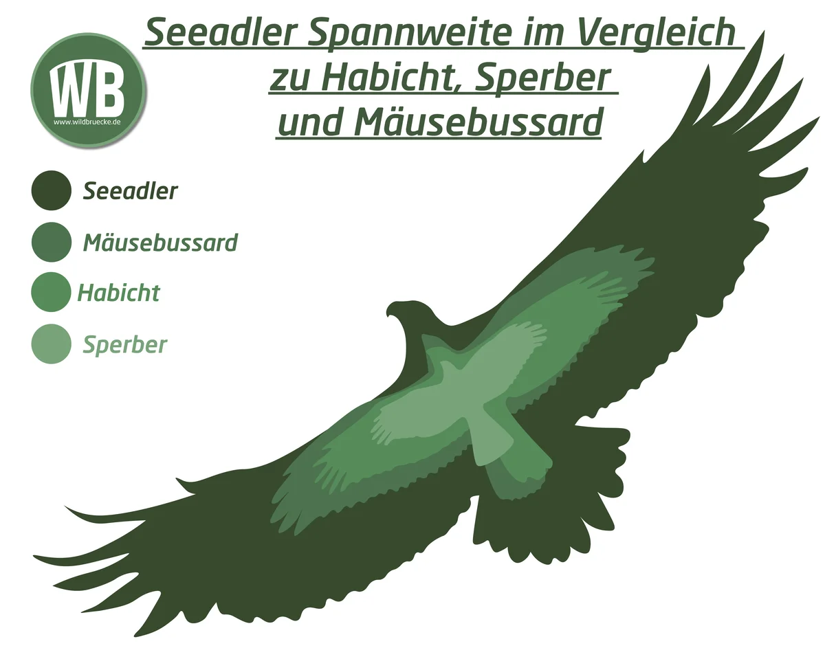 Seeadler Spannweite im Vergleich zu Habicht, Sperber und Mäusebussard - Vögel in Europa