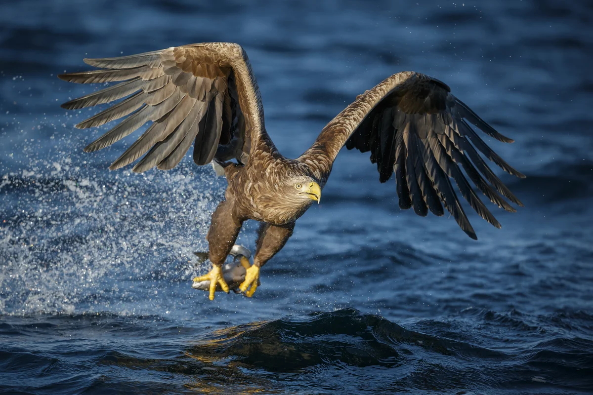 Seeadler Steckbrief - Vögel in Europa