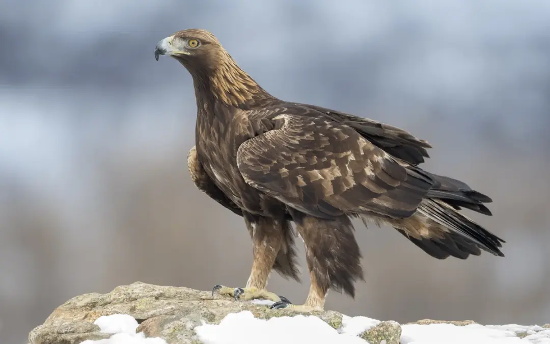 Steinadler Gewicht