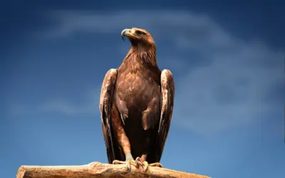 Steinadler Größe