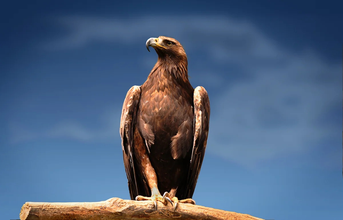 Steinadler Größe - Vögel in Europa