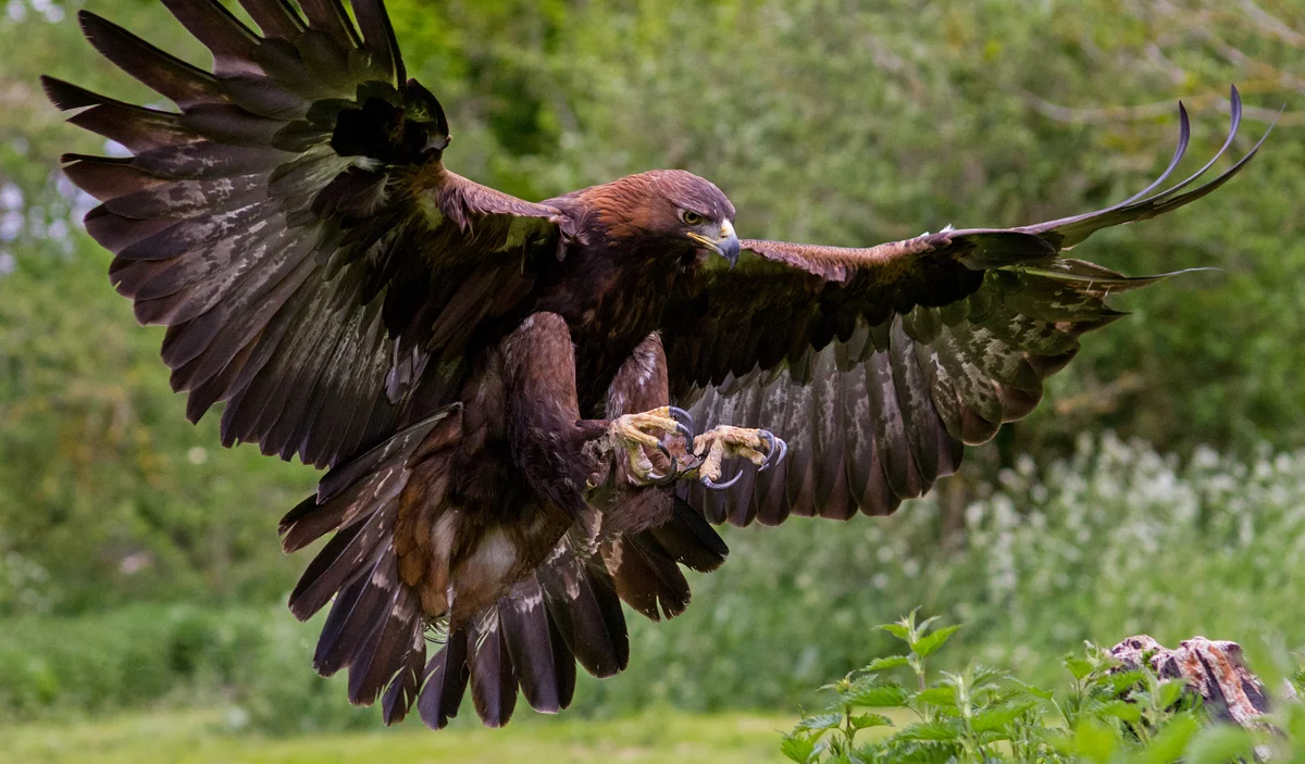 Steinadler Spannweite - Vögel in Europa