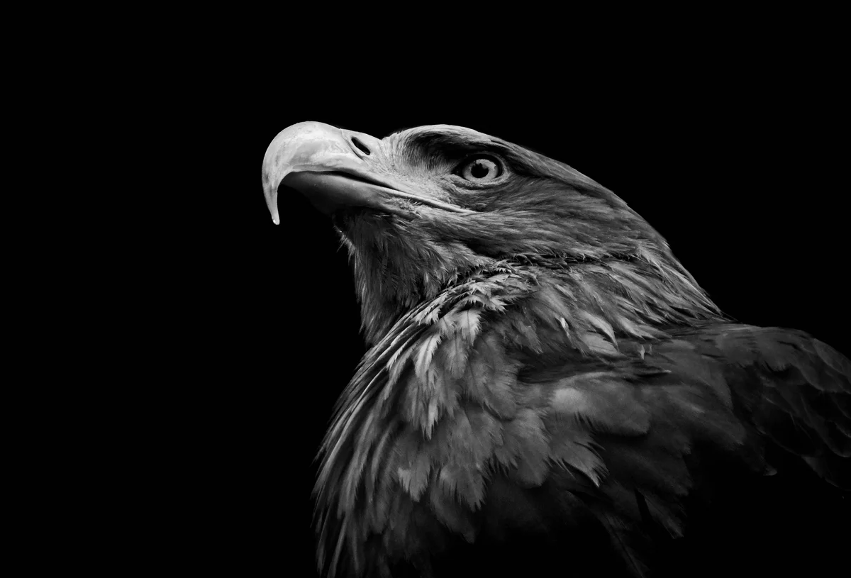 Steinadler Steckbrief - Vögel in Europa