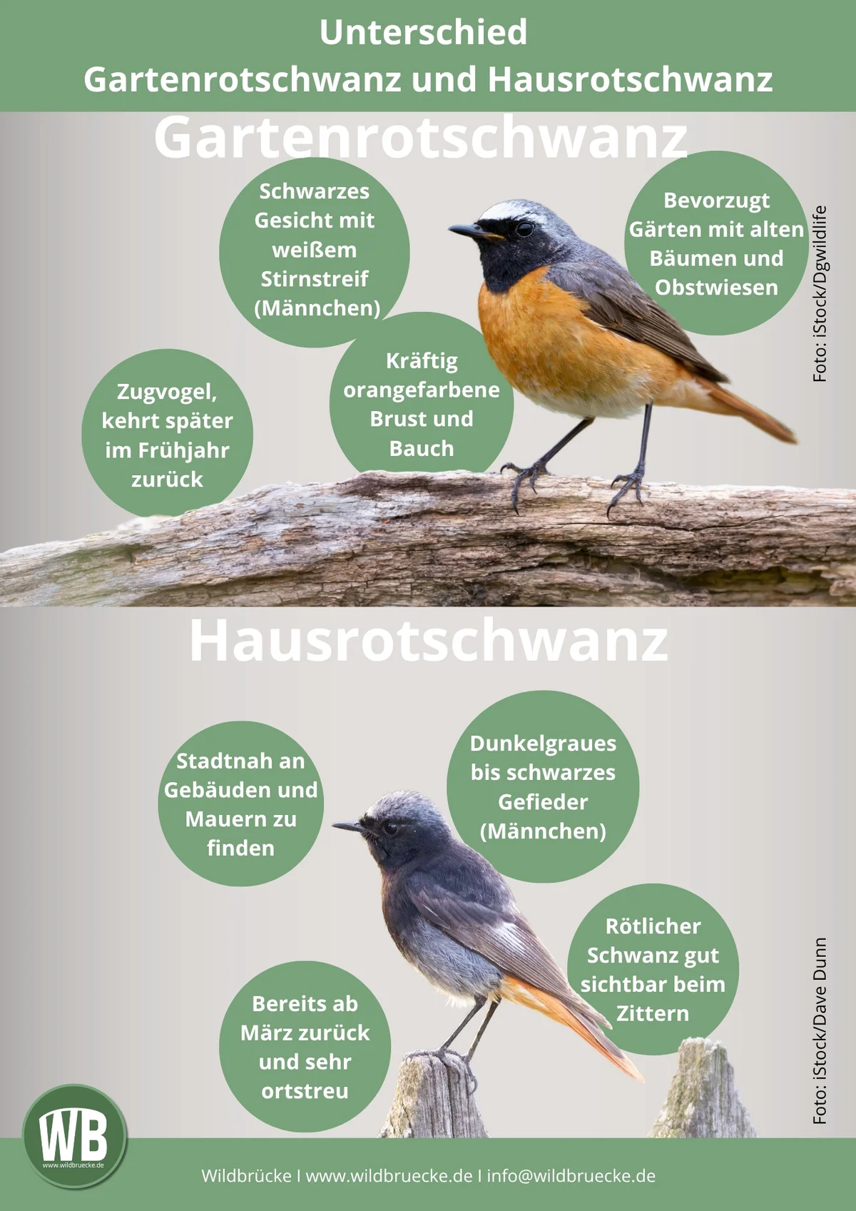 Unterschied Gartenrotschwanz und Hausrotschwanz - Vögel in Europa
