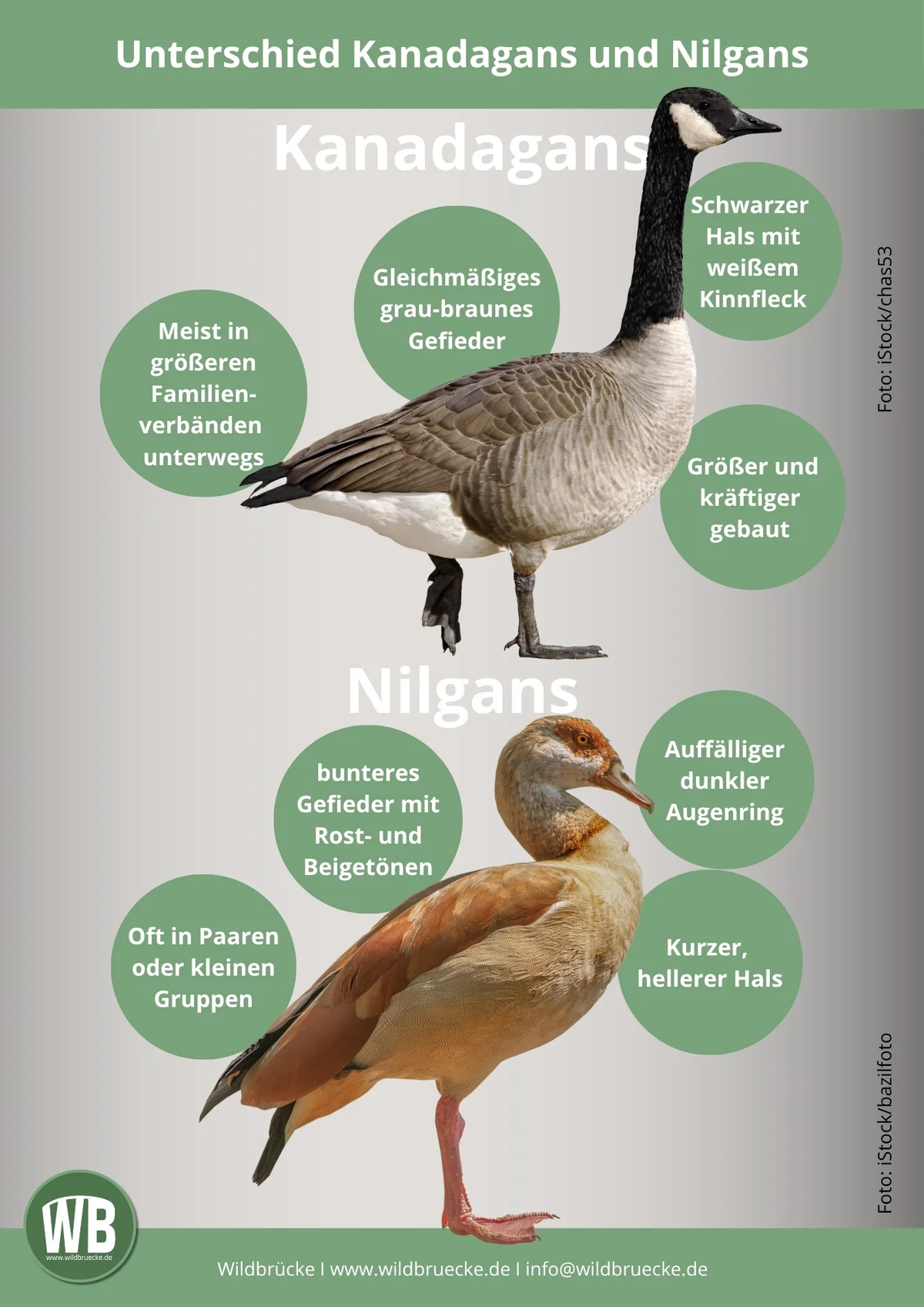 Unterschied Kanadagans und Nilgans - Vögel in Europa