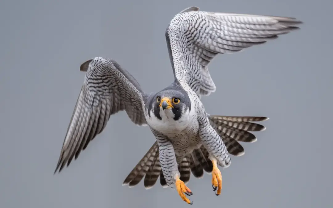 Unterschied Wanderfalke und Turmfalke