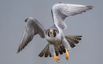 Unterschied Wanderfalke und Turmfalke