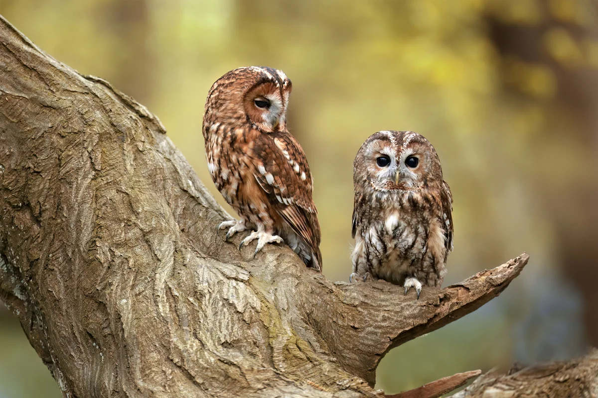 Waldkauz GerÀusche - Vögel in Europa Waldkauz GerÀusche - Vögel in Europa