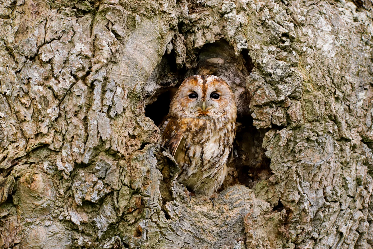 Waldkauz Gesang - Vögel in Europa Waldkauz Gesang - Vögel in Europa