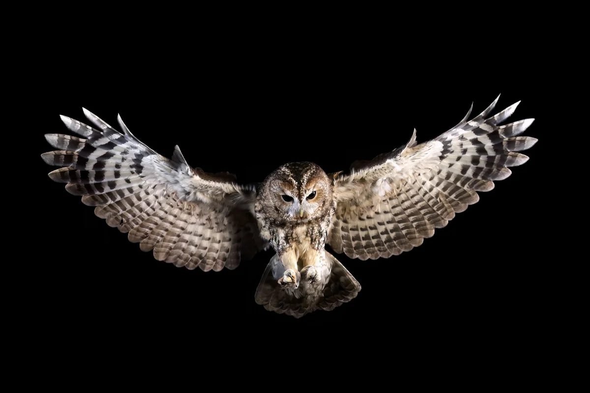 Waldkauz Ruf - Vögel in Europa Waldkauz Ruf - Vögel in Europa