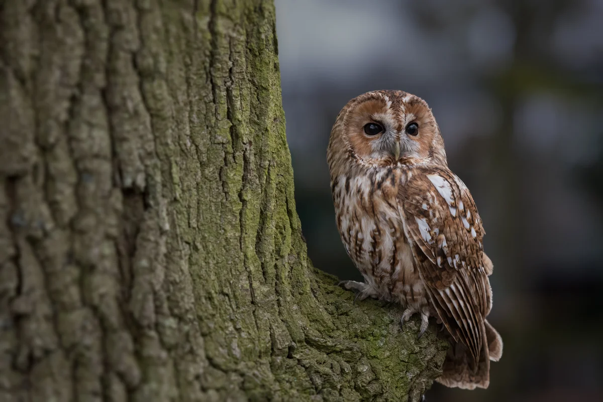 Waldkauz Ruf Weibchen - Vögel in Europa Waldkauz Ruf Weibchen - Vögel in Europa