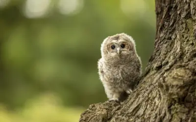 Waldkauz Babys