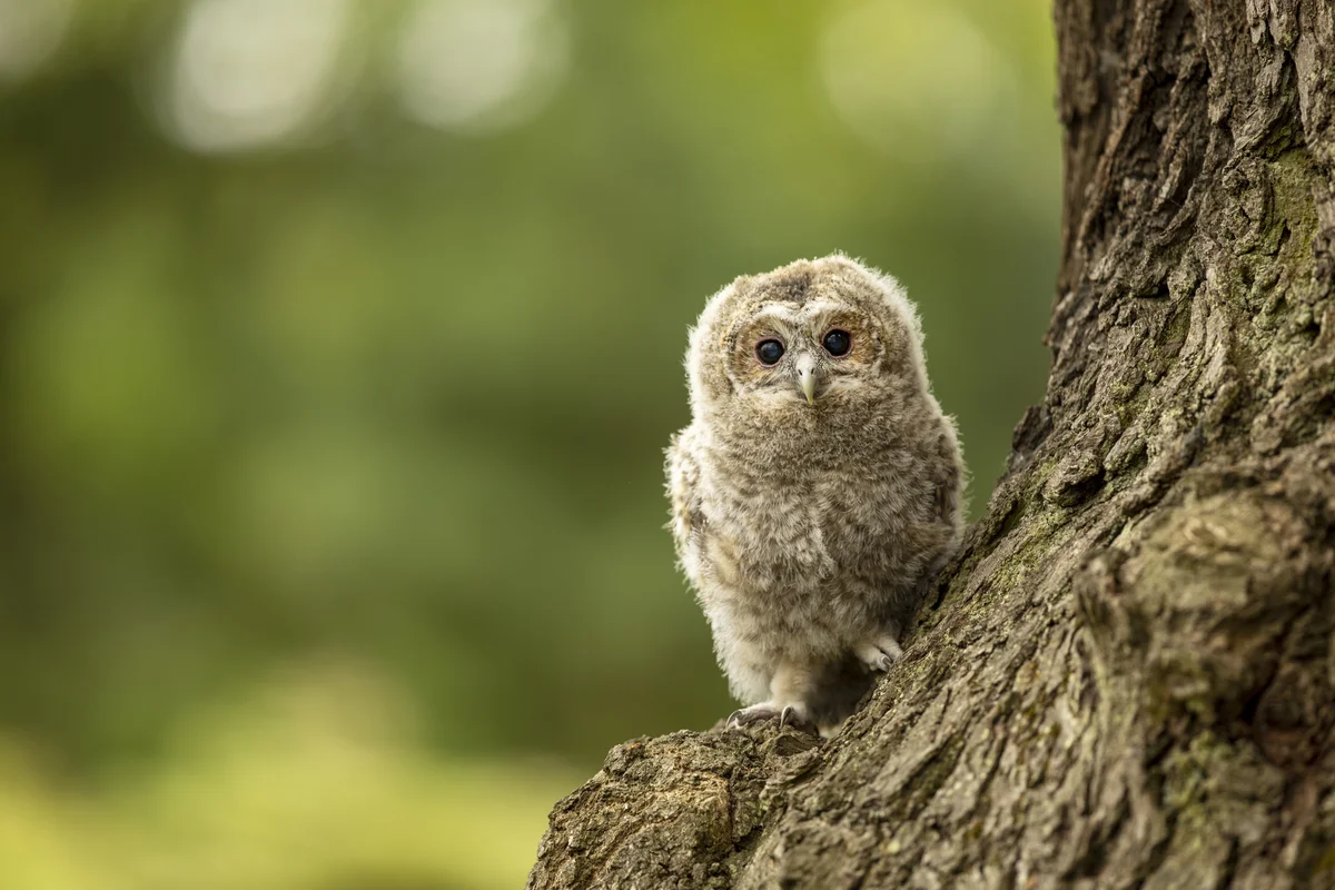 Walkauz Babys - Vögel in Europa Walkauz Babys - Vögel in Europa