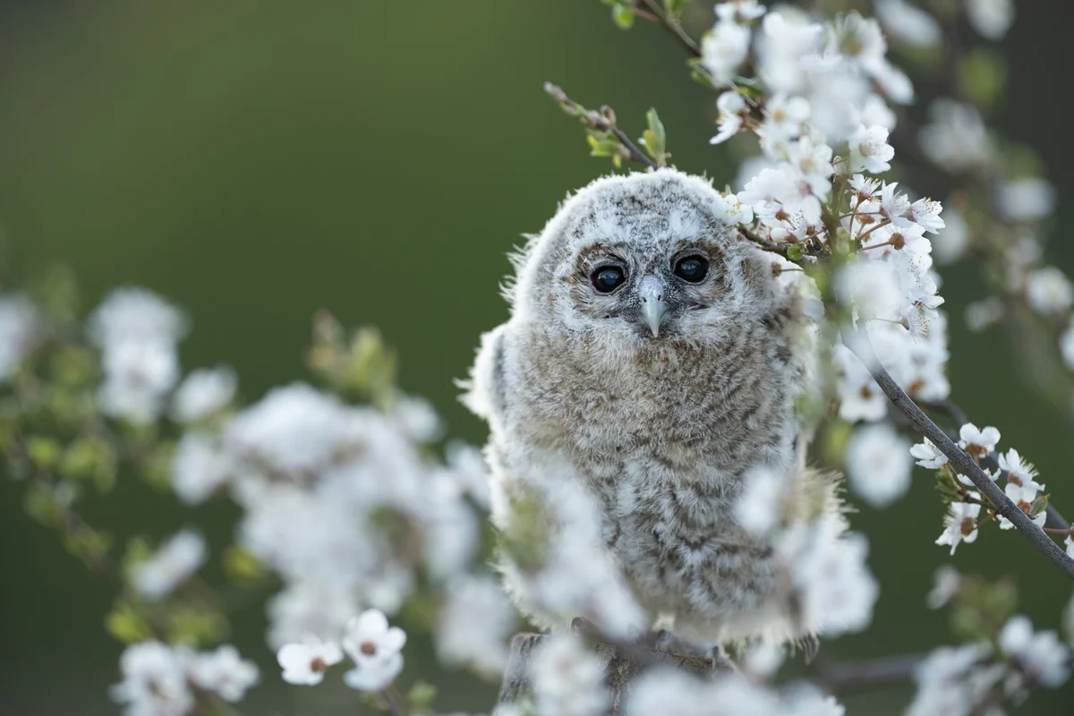 Waldkauz im Steckbrief - Vögel in Europa