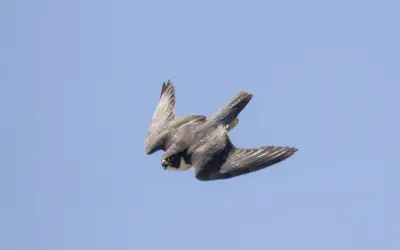 Wanderfalke Fluggeschwindigkeit