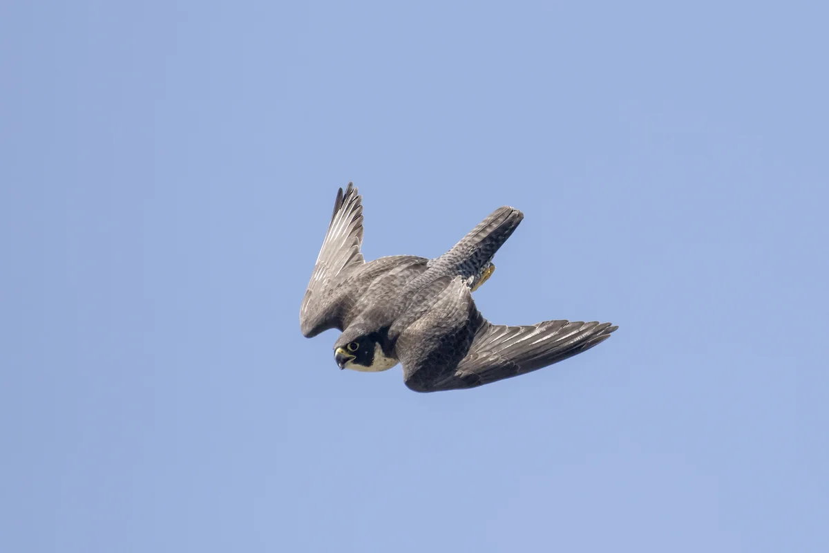 Wanderfalke Fluggeschwindigkeit - Vögel in Europa